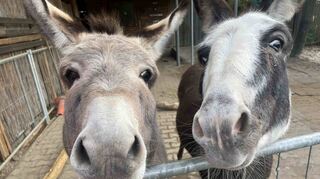 Bella (.) und Camillo genießen ihr Eselleben in ihrem Winterquartier in Walldorf.