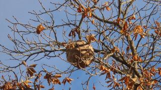 Ein Nest mit Asiatischen Hornissen auf einem Kastanienbaum vor einem Neckarauer Partyservice.