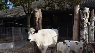 Größer Maja und Greta mit einem der Muttertiere