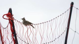 Die Haubenlerche und ihr Schutzzaun – das Thema erhitzte in den vergangenen Wochen die Gemüter. Was auf Spinelli wirklich eingezäunt werden muss, ist noch unklar.