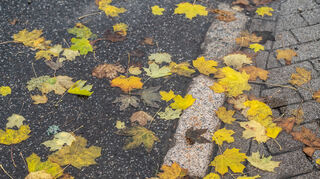 05.11.2023, Baden-Württemberg, Feldberg: Gelblich gefärbte Blätter liegen während eines Sturmtiefs auf dem Feldberg auf einem Gehweg. Der Wetterdienst mahnt zur Vorsicht, besonders wenn Bäume in der Nähe sind. Foto: Silas Stein/dpa +++ dpa-Bildfunk +++
