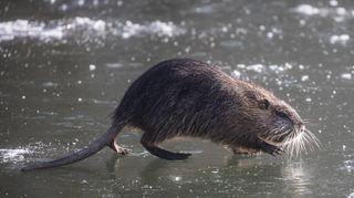 Nutrias breiten sich in Baden-Württemberg rasant aus.