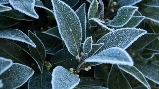 Blätter eines Lorbeerbaums an einem frostigen Morgen.