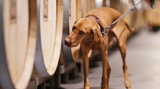 Die Hündin, ein Kurzhaariger Ungarischer Vorstehhund (Magyar Vizsla), ist darauf trainiert, die chemische Verbindung Trichloranisol zu erschnüffeln.