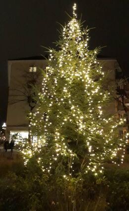 Lindenhof: Traditioneller Lichterbaum auf dem Gontardplatz.