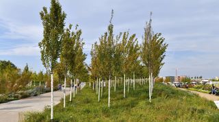 Bäume auf der Buga: Im nächsten Jahr hofft die Stadt, erstmals ihr Ziel von 1000 Baumpflanzungen pro Jahr zu erreichen.