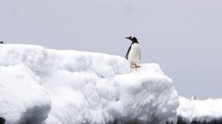 Auch sein Lebensraum schwindet: Ein Eselspinguin steht am 23. November 2023 an der Küste in der Antarktis.