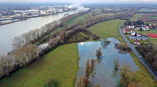 Am Mittwoch nur teilweise geflutet: die Rheinauen bei Lampertheim.