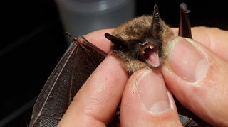 Eine in Mayen fotografierte Bartfledermaus.