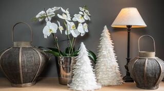 Schöner Schmuck zu Weihnachten: weiße Phalaenopsis.