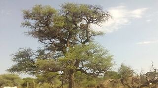 Einer der vielen Orte deutscher Kolonialverbrechen in Namibia:Der Omuti-ngau-zepo-Baum im Dorf Otjinene, an dem 1904 unzählige Herero öffentlich gehängt wurden.