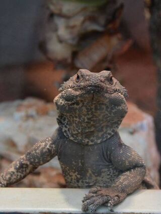 Ein Chuckwalla, der zu den neu eingezogenen Arten gehört.