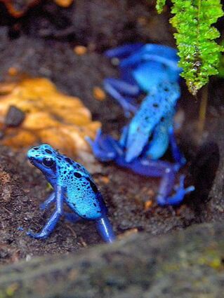 Die Blauen Baumsteigerfrösche stammen aus Südamerika.
