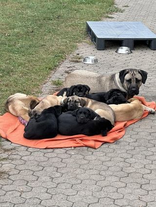 Mama Mira mit ihren Weinberg-Welpen einige Wochen nach der Ankunft im Frankenthaler Tierheim. Für alle elf Hunde wurden neue Besitzer gefunden.