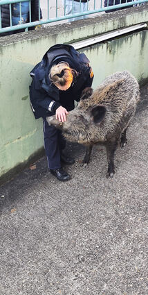 Das Wildschwein war gar nicht so wild wie einige seiner Artgenossen