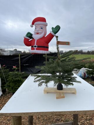 Im Christbaum-Center in der Mannheimer Waldstraße kommen auch die Kleinen auf ihre Kosten: Timo Kuhn verkauft Mini-Weihnachtsbäume aus dem Odenwald.