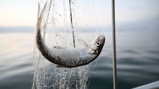Dürfen im Bodensee nicht mehr gefangen werden: Felchen.