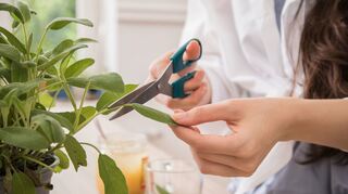 Selbstgeernteter Salbeitee - so geht's: frische Blätter abschneiden, aufgießen und genießen.