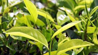 Tee auf dem Balkon anzubauen hat Vor- und Nachteile.