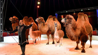 Antony Tarantini entführt mit Kamelen und Lamas in eine Welt aus 1001 Nacht.