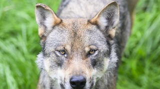 Dieser Wolf steht im Gehege - seine Artgenossen in Baden-Württemberg streifen umher.