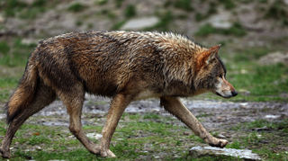 Baden-Württemberg, Bad Mergentheim: Ein Wolf läuft in einem Wildpark durch sein Gehege.