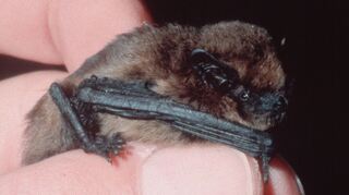 Eine Zwergfledermaus ist nur fünf Zentimeter groß, vertilgt aber in einer Nacht mehrere Hundert Stechmücken.