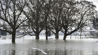 Hochwasser auf dem Mannheimer Lindenhof im Dezember.
