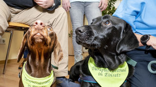 14.12.23 Der Verein Canis Lupus Therapeuticus (CLT) stellt sich in der Alloheim Senioren-Residenz Storchenpark Speyer vor. Er bietet Interessierten Informationen rund um die tiergestützte Intervention und eine fundierte berufsbegleitende Weiterbildung im Therapiebegleithunde-Team, die Möglichkeit der begleitenden Selbstausbildung eines Hundes zum Servicehund für Mobilitätseingeschränkte sowie die Organisation von Besuchsdiensten in sozialen und medizinischen Einrichtungen. Er verlegte letztes Jahr seinen Sitz nach Speyer und BM Monika Kabs übernimmt gerne die Schirmherrschaft. Die Hunde Dackel Smilla und Labrador Caluma haben mit dem Halstuch sozusagen bereits die Dienstkleidung an