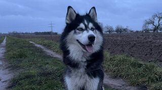 Husky Jukka lebt wie rund 2400 andere Hunde in Speyer. Frauchen zahlt für ihn 105 Euro Hundesteuer pro Jahr.