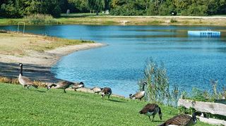 Kanadagänse auf der Liegewiese am Badesee der Biedensand Bäder.