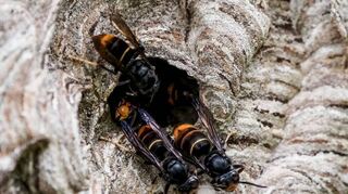 Nest der asiatischen Hornisse.