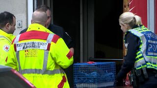Eine der Katzen wurde nach dem Brand zur Tierrettung gebracht