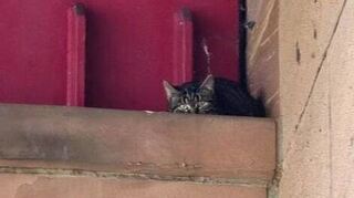 Die Katze saß auf einem Brückenpfeiler über dem Neckar fest.