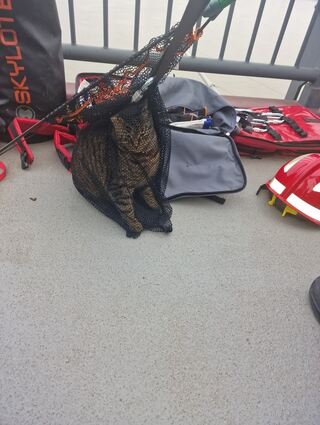 Mit einem Kescher konnte die Feuerwehr die Katze "Kitty" in Ladenburg schließlich einfangen.