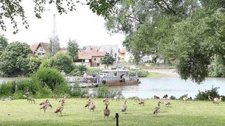 Seit Jahren ärgern sich Passanten über Gänsekot auf Wiesen (hier auf der Fährwiese) und Wegen. Die Einsetzung eines Stadtjägers wird diskutiert.