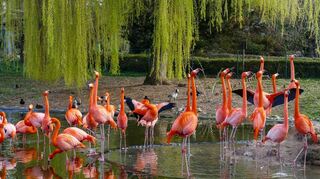 Der Heidelberger Zoo erhöht ab 1. März seine Eintrittspreise. Die gute Nachricht: Im Sommer wird das neue Flamingohaus fertig.