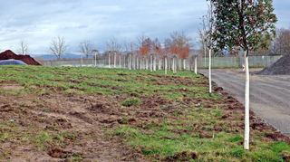 Auf dem Spinelli-Gelände der Bundesgartenschau, hier im Dezember, ist der Rückbau der Beete und Flächen schon sehr weit vorangeschritten.