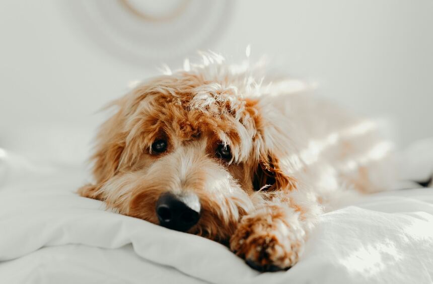 Hund anmelden in Mannheim Das gibt es zu beachten