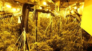 So sieht der Anbau von Cannabis aus.