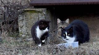 Wilde Katzen in der ehemaligen Sullivan Kaserne: Seit vielen Jahren kümmern sich Ehrenamtliche um die Tiere. Sie können nicht gut jagen, sind deshalb mangelernährt, oft krank und sterben früh.