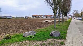Die Äcker südlich der entstehenden Kita West (im Hintergrund r.) an der Wiesenstraße gelten als mögliches Gewerbegebiet im Aufeld in Ladenburg.