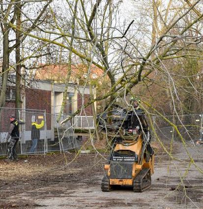 Mit einem Kompaktlader wird das Gehölz transportiert.
