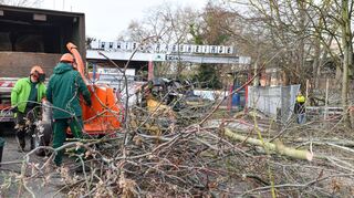 Die Baumfällarbeiten zur Vorbereitung für den Abriss des Eisstadions im Friedrichpark haben begonnen.