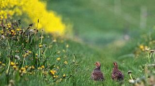 Zwei Rebhühner im Schefflenztal: Auch hier setzt sich eine Gruppe von Freiwilligen für den Bestand der bedrohten Vögel ein.