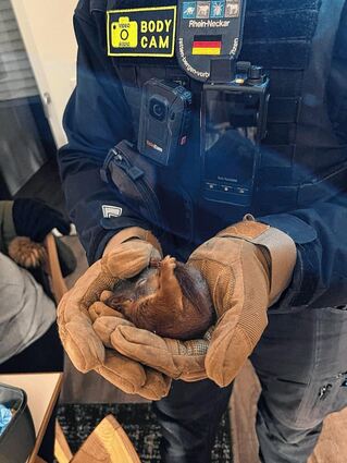 Nur ein Eichhörnchen, das noch nicht über den Berg ist, hat am vergangenen Donnerstag überlebt. Tierretter Michael Sehr hält es in der Hand.