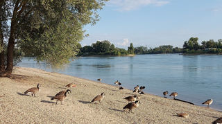 Dürfen nicht gefüttert werden: Nilgänse am Mannheimer Strandbad