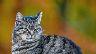 Freigängerkatzen müssen in Walldorf wieder drinnen bleiben.