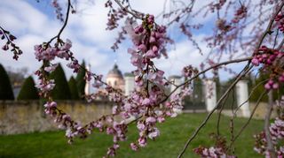 Prachtvolle Attraktion: die Kirschblüte im Schlossgarten Schwetzingen, im Hintergrund die Gartenmoschee.