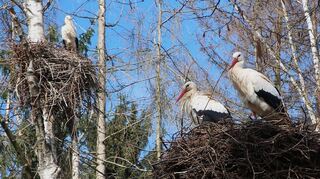 Im Heddesheimer Vogelpark sind alle Storchennester belegt, rund 50 Paare brüten im Biotop am Badesee.